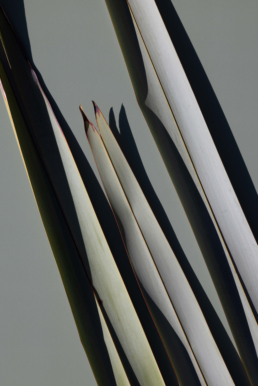 Real World Restore Body Wash - Harakeke & Blood Orange 500ml